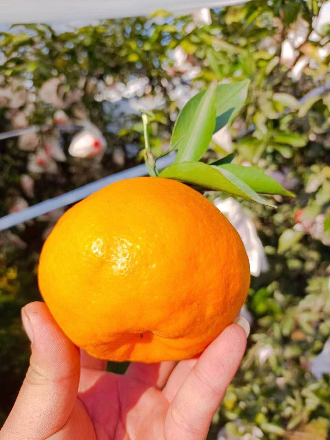 耙耙柑3.jpg