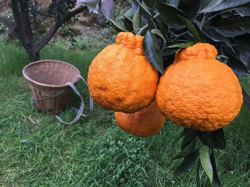 不知火.png 不知火.png